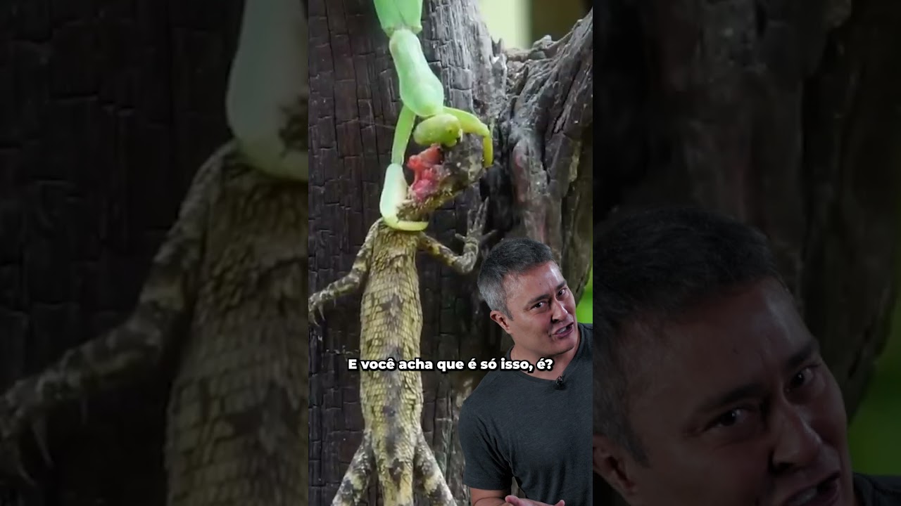Esse bicho &eacute; o Bruce Lee dos Insetos