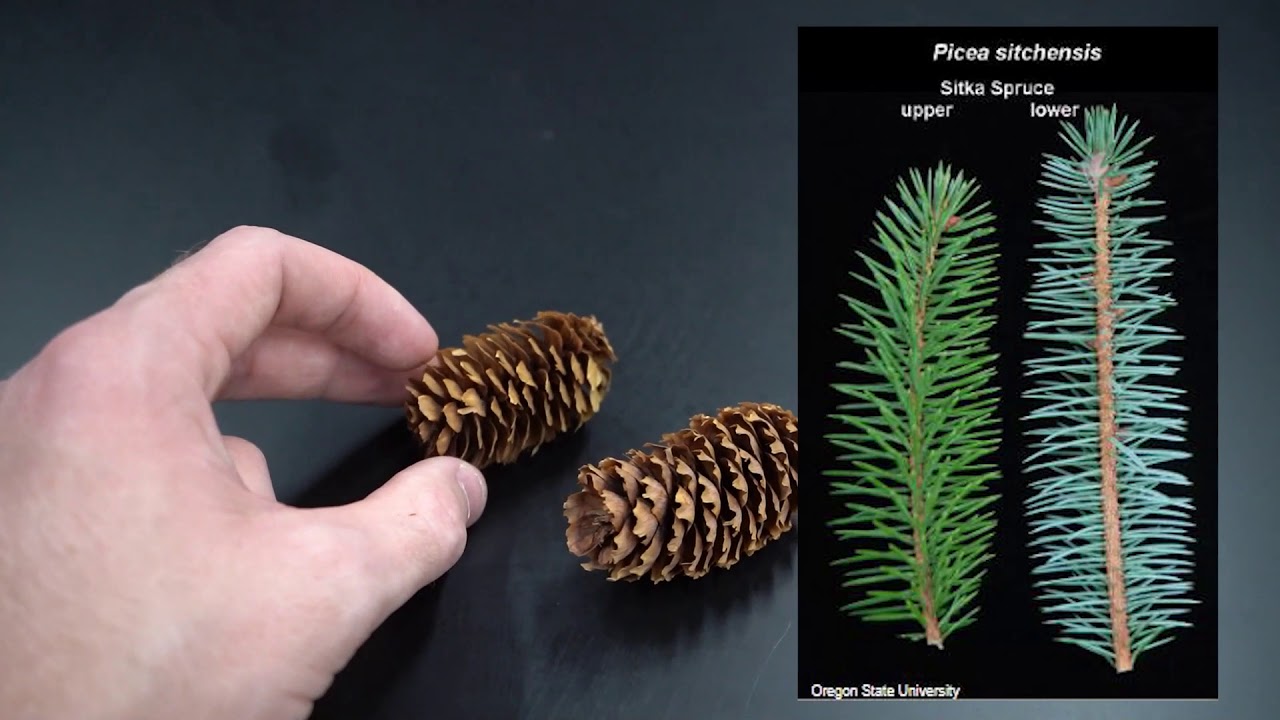 Picea sitchensis (ель ситхинская)