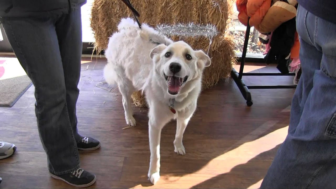Helping Paws Halloween Costume Show at Camp Bow Wow,