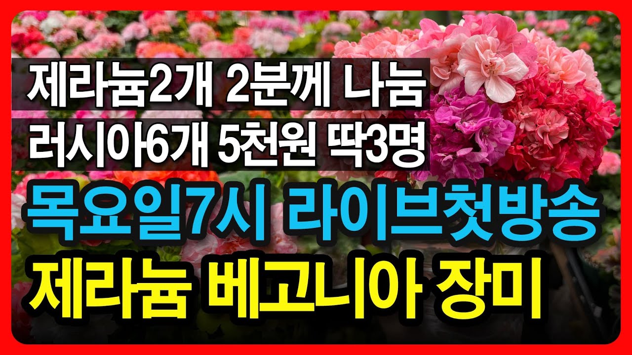 러시아제라늄 6개 5천원?!  라이브 오픈기념이벤트, 장미 베고니아 4계 장미 비밀특가