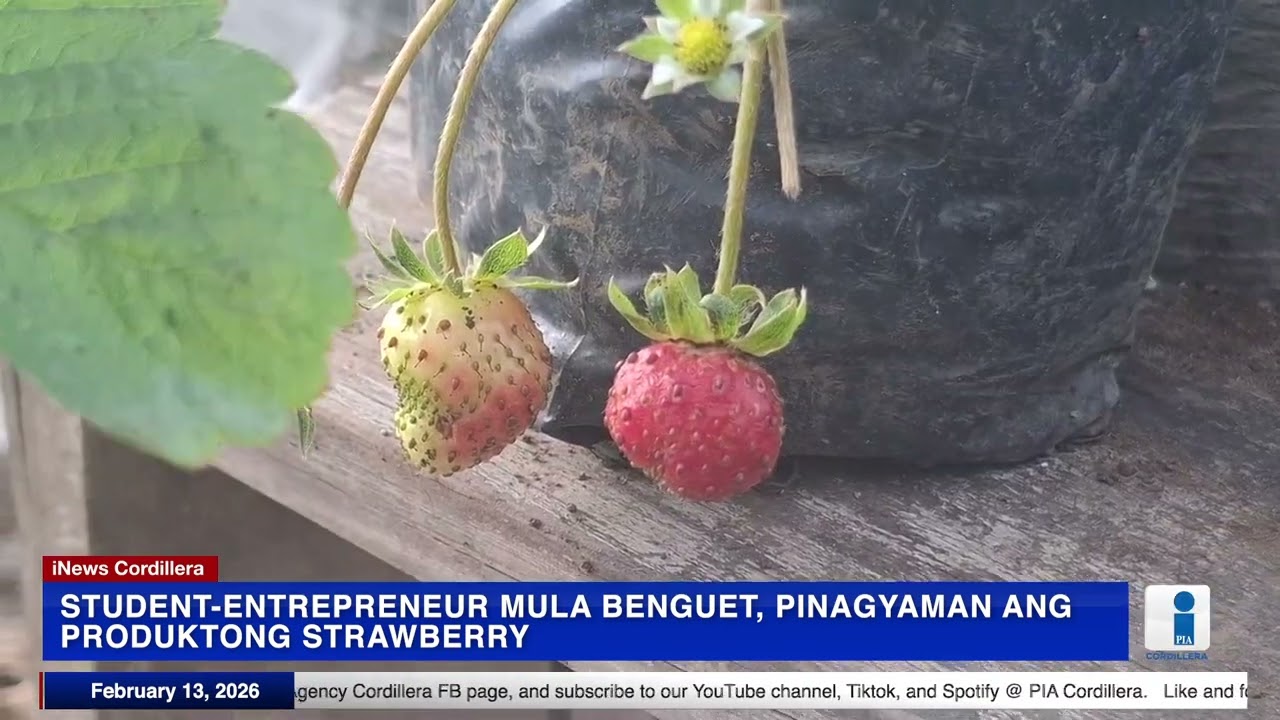 #PIANews | Student-entrepreneur mula Benguet, pinagyaman ang produktong strawberry
