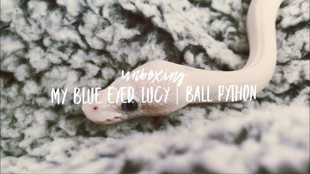 Unboxing my ball python | blue eyed Lucy