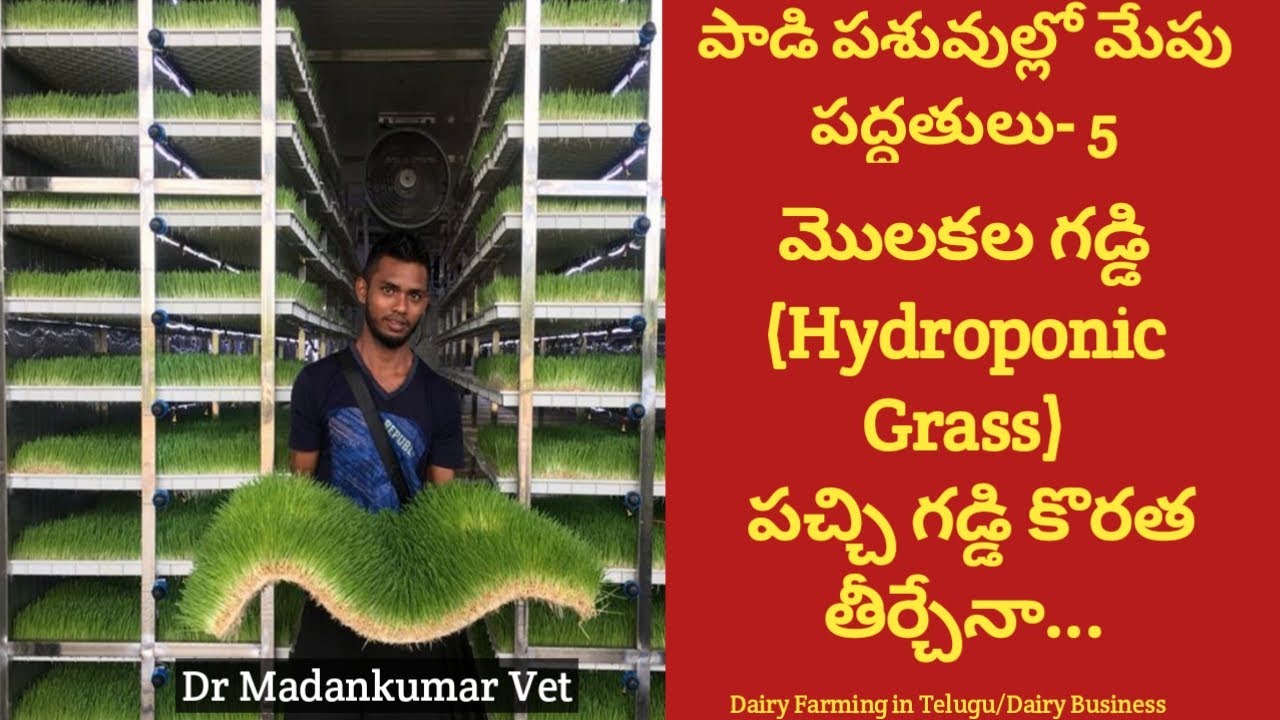 మొలకల గడ్డి మేతగా లాభదాయకమేనా? | Is Hydroponic Fodder Feeding economical? Telugu| Dr. Madankumar Vet