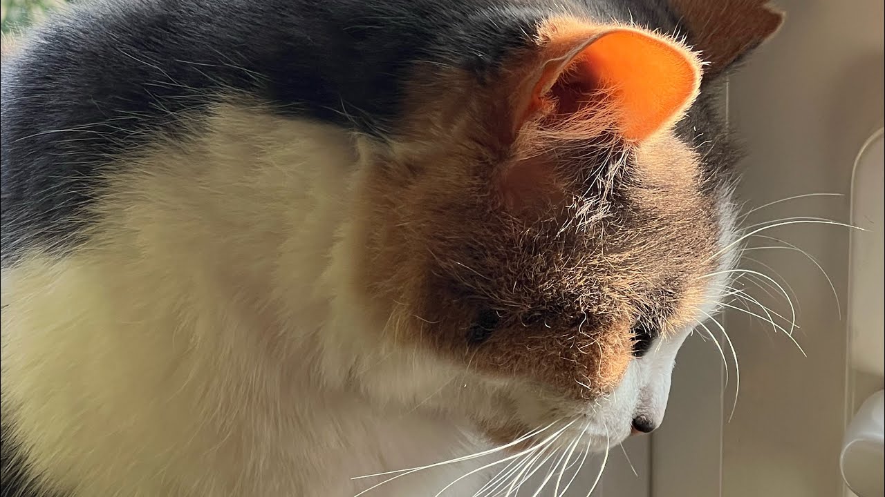 Рыжик и Ириска! 