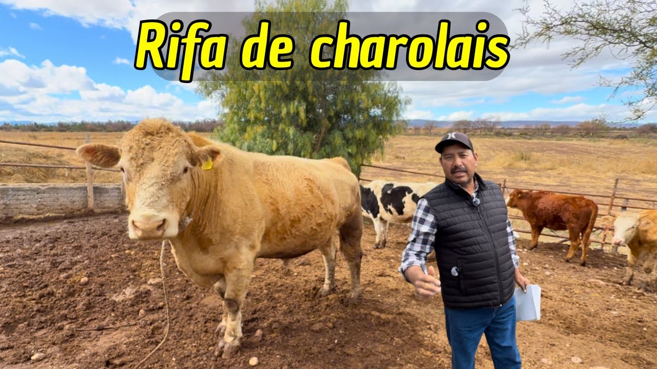 Este Toro Charoláis puede ser tuyo | Gran rifa 🐂