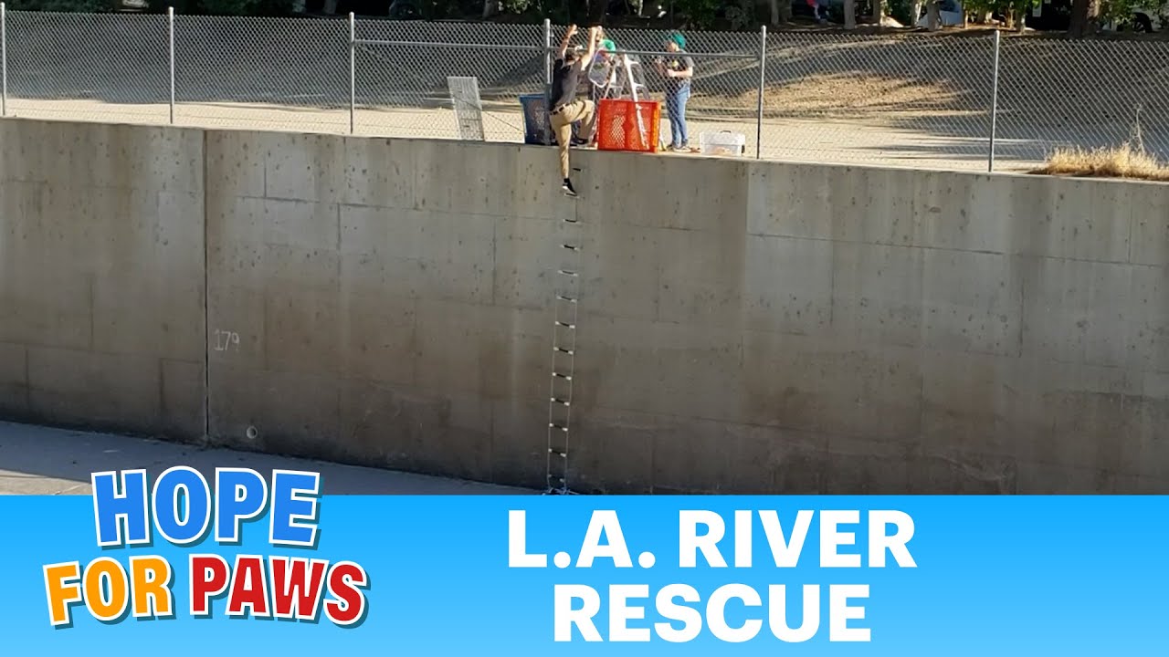L.A. River rescue was unlike anything we've done before! #wildlife