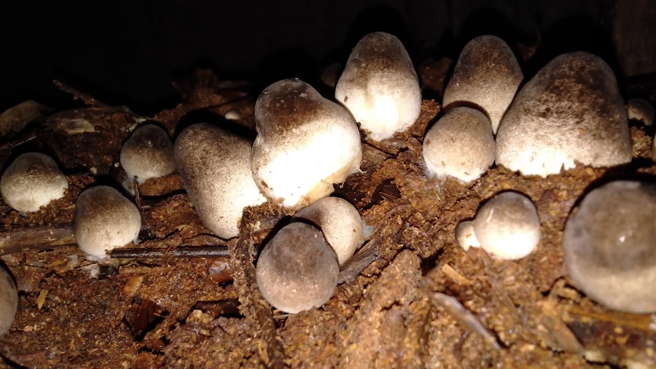 How to grow volvariella volvacea mushroom indoor