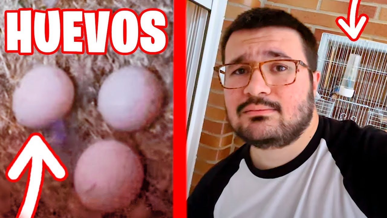 MIS AGAPORNIS HAN PUESTO HUEVOS