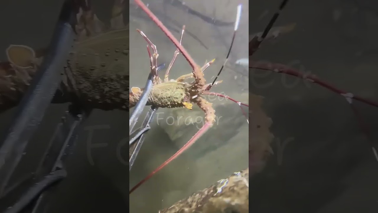 Deep sea forager | catch octopus 5kg #deepseaforager