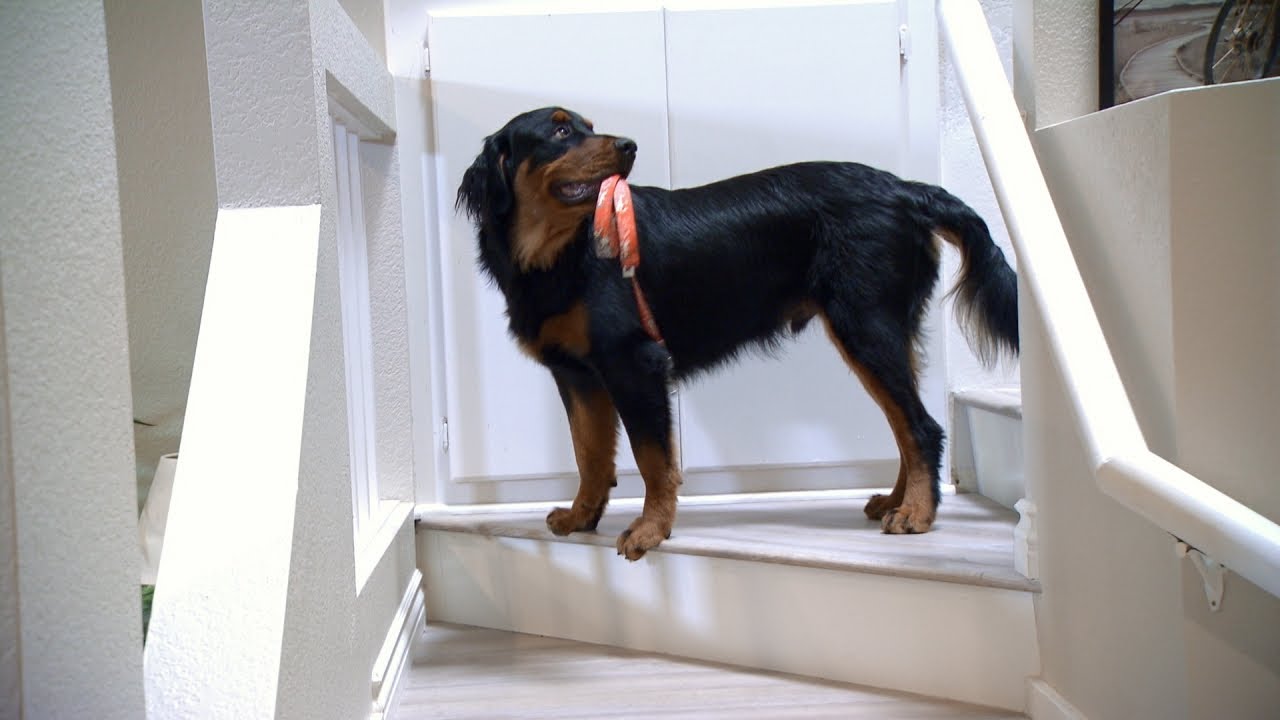 Can This Playful Rescue Dog Get The Hang Of The Service Dog Lifestyle?