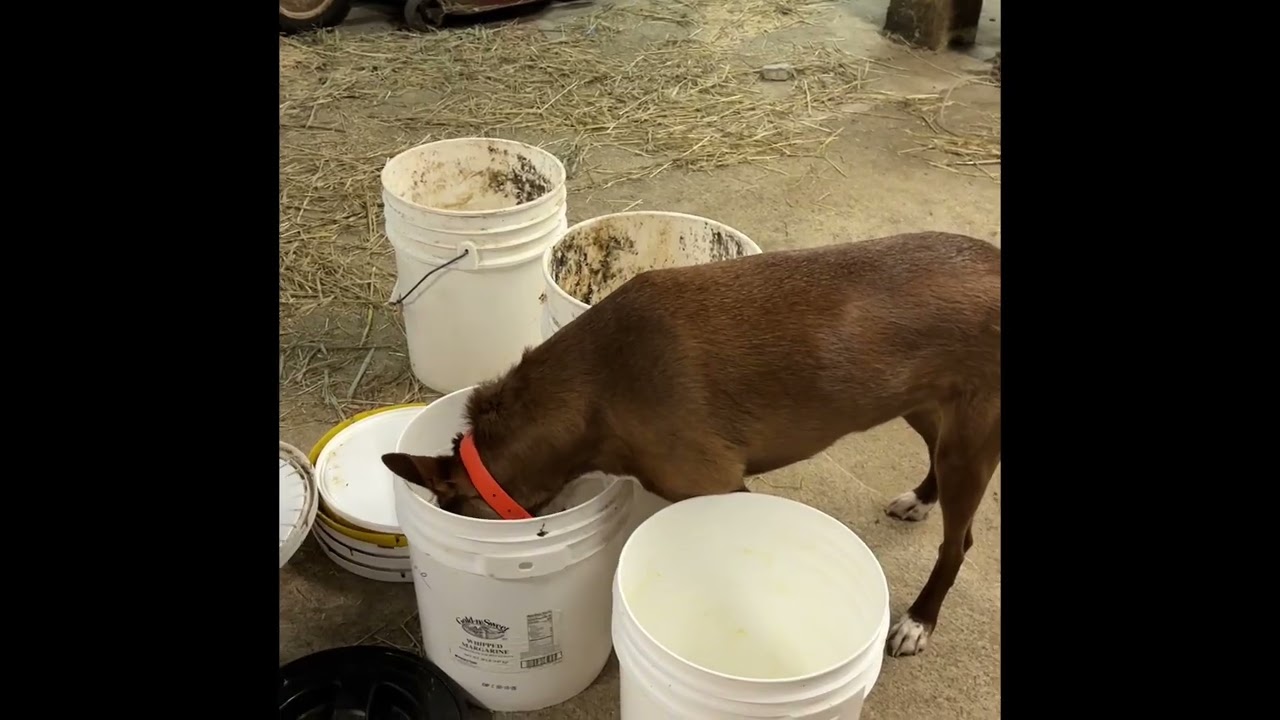 Feeding the pigs in winter with Gus