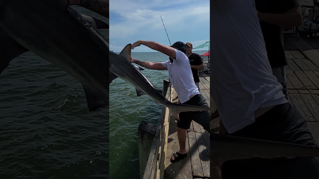 Shark Fishing 91st GALVESTON Fishing Pier