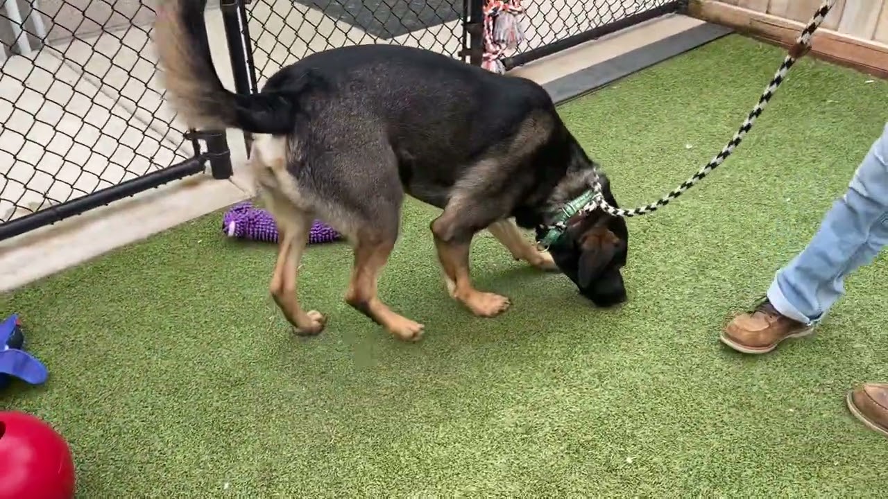 Adoptable pup Carlisle is having some fun!
