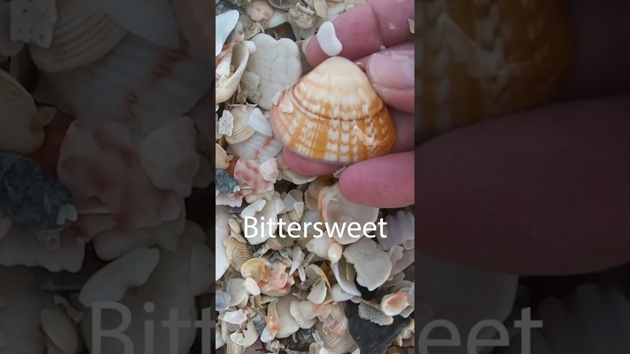 Huuuge SHELL PILE 🐚🤯