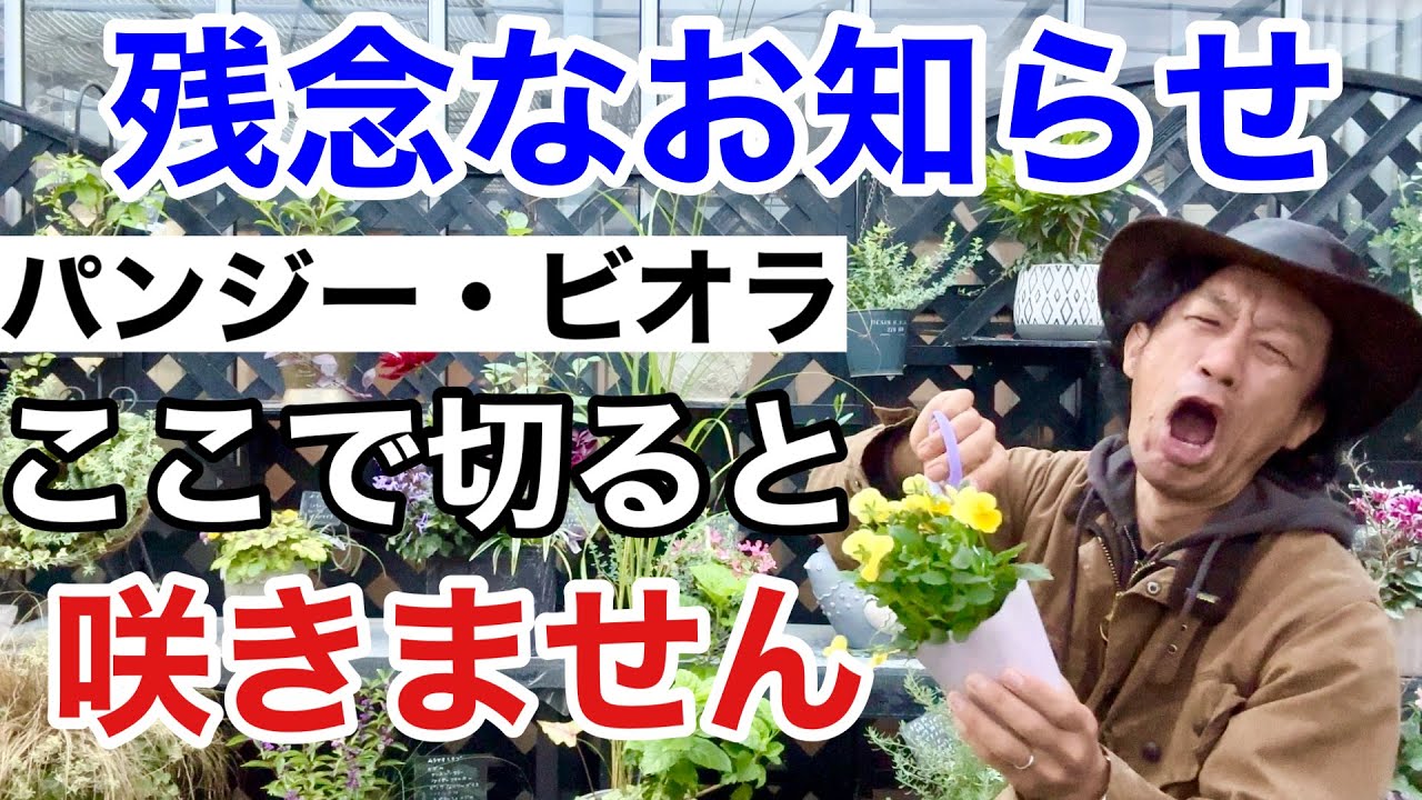 【要注意】パンジー・ビオラの正しい切り方教えます　　【カーメン君】【園芸】【ガーデニング】【初心者】