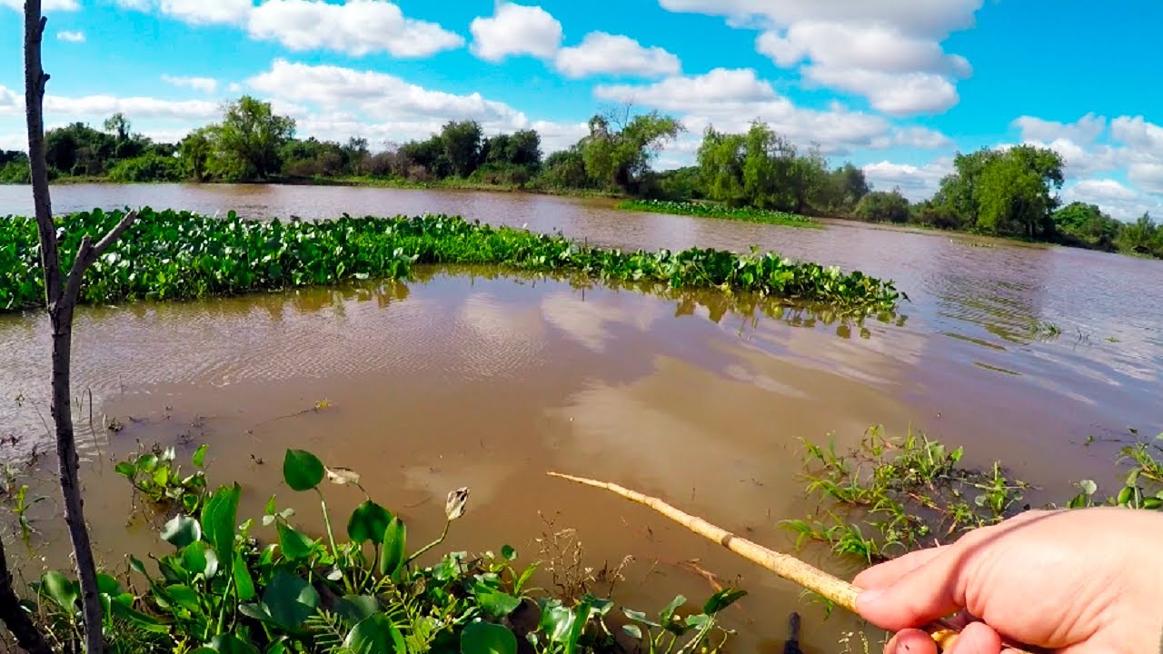 PESCA VARIADA con ca&ntilde;a MOJARRERA en el R&iacute;o PARANA