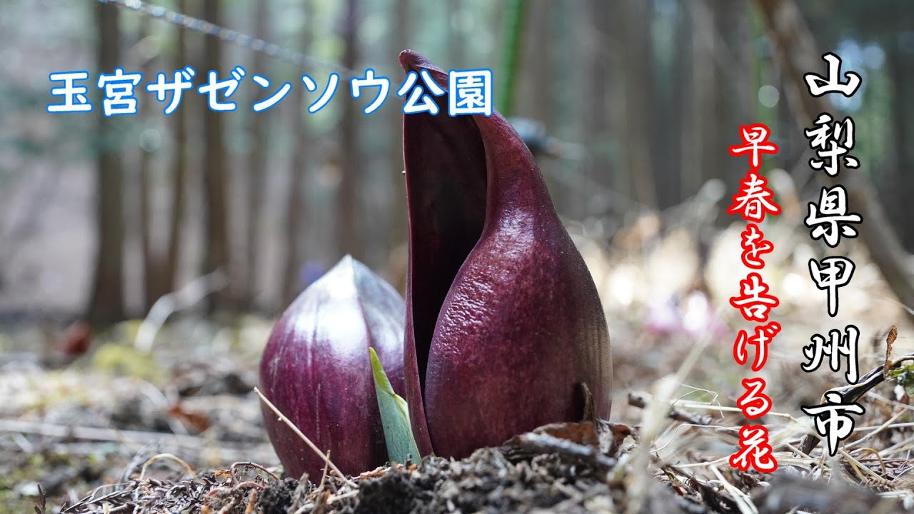 【ザゼンソウ】山梨県甲州市に#早春を告げる花、ざぜん草を見に行ってきました!!#玉宮ザゼンソウ公園