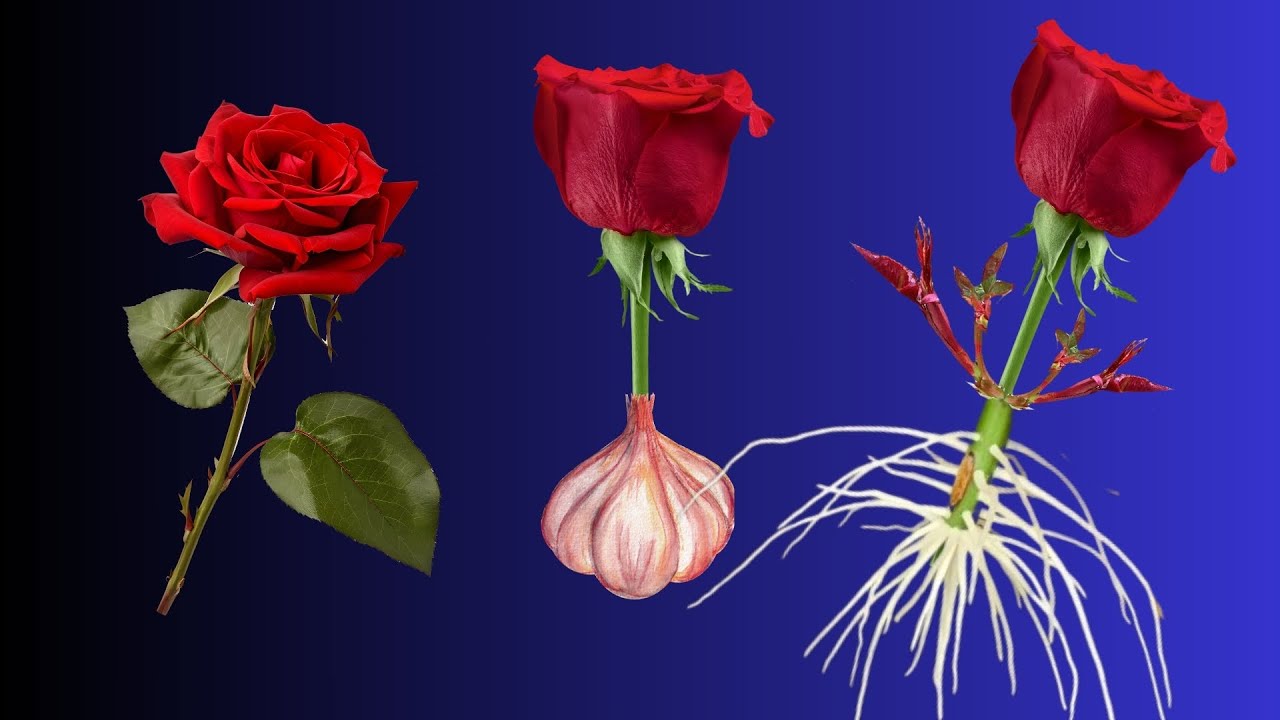 Just Garlic, Roses Grow 500% Roots Overnight