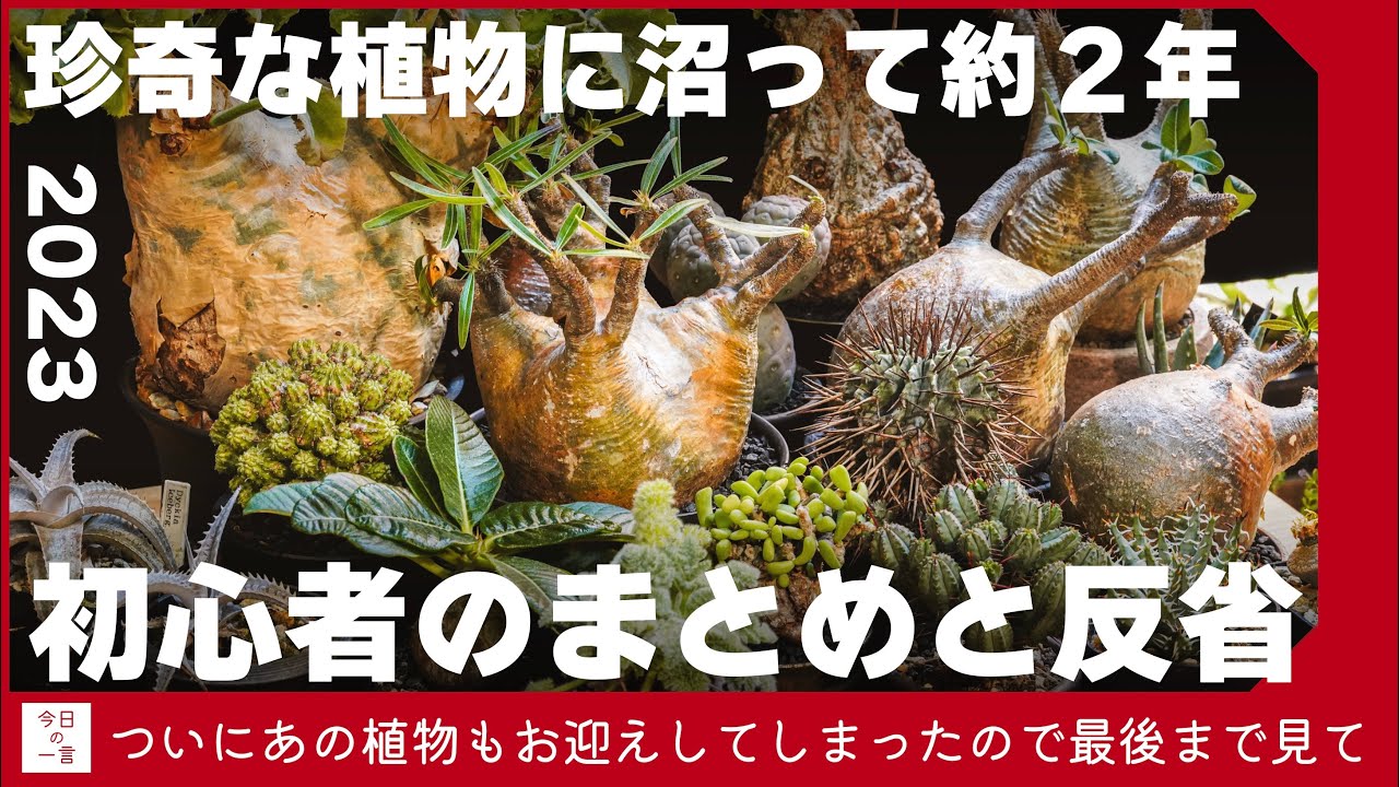 【最後にあの株も】2023年にお迎えした塊根植物や珍奇な植物を紹介しつつ今年を振り返っていく【アガベ・塊根・多肉】