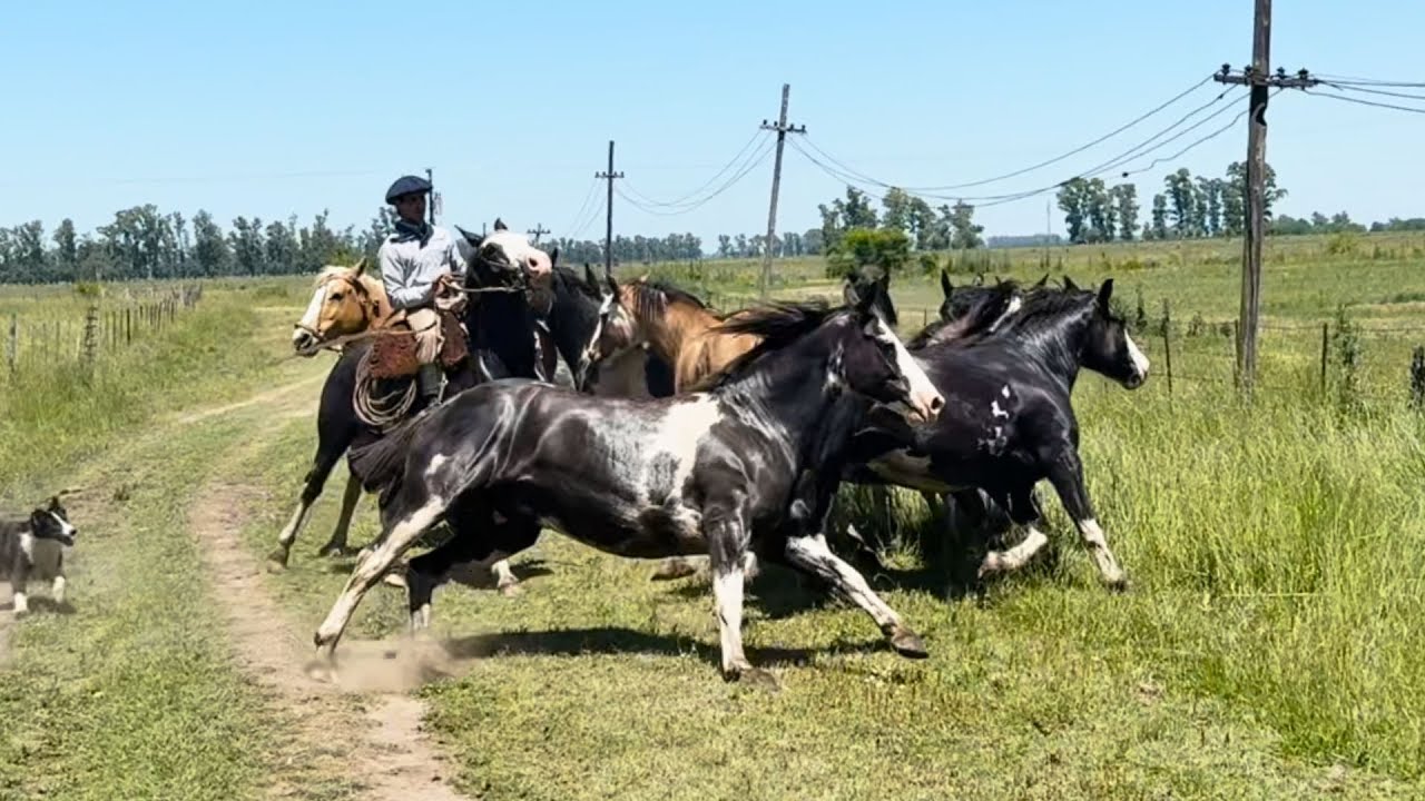 Tropilla de overos negros todos mansos de andar $4.200.000 LOSEQUINOS.COM