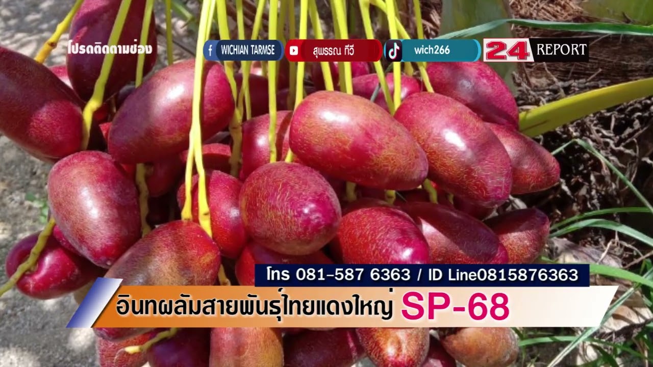 อินทผลัมพันธุ์ผลสดสีแดงลูกใหญ่ตลาดดี ตัวเมีย 1500 บาท 1 แถมตัวผู้ 1