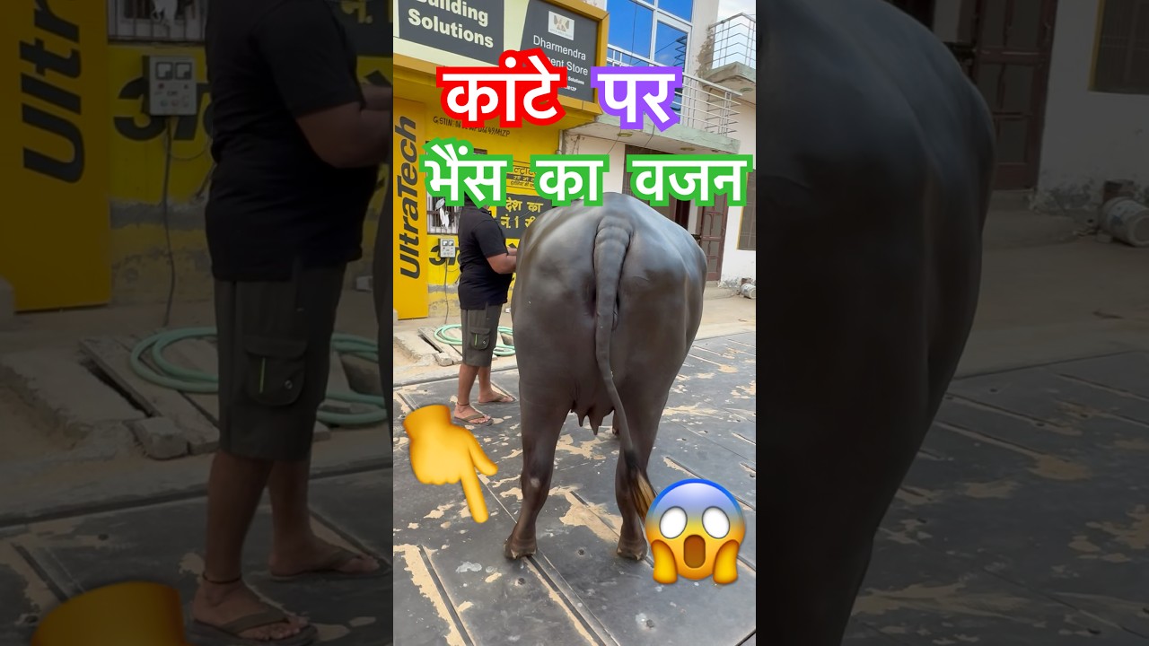 😱 Buffalo Weight ?  #shortsfeed