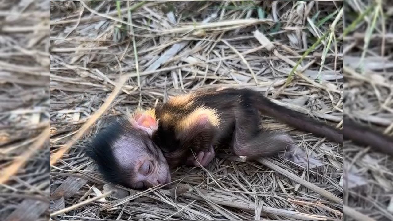 This Baby Monkey Will Make You Smile #MonkeyVibe #BabyMonkey #CuteMonkey #FunnyMonkey #MonkeyShorts