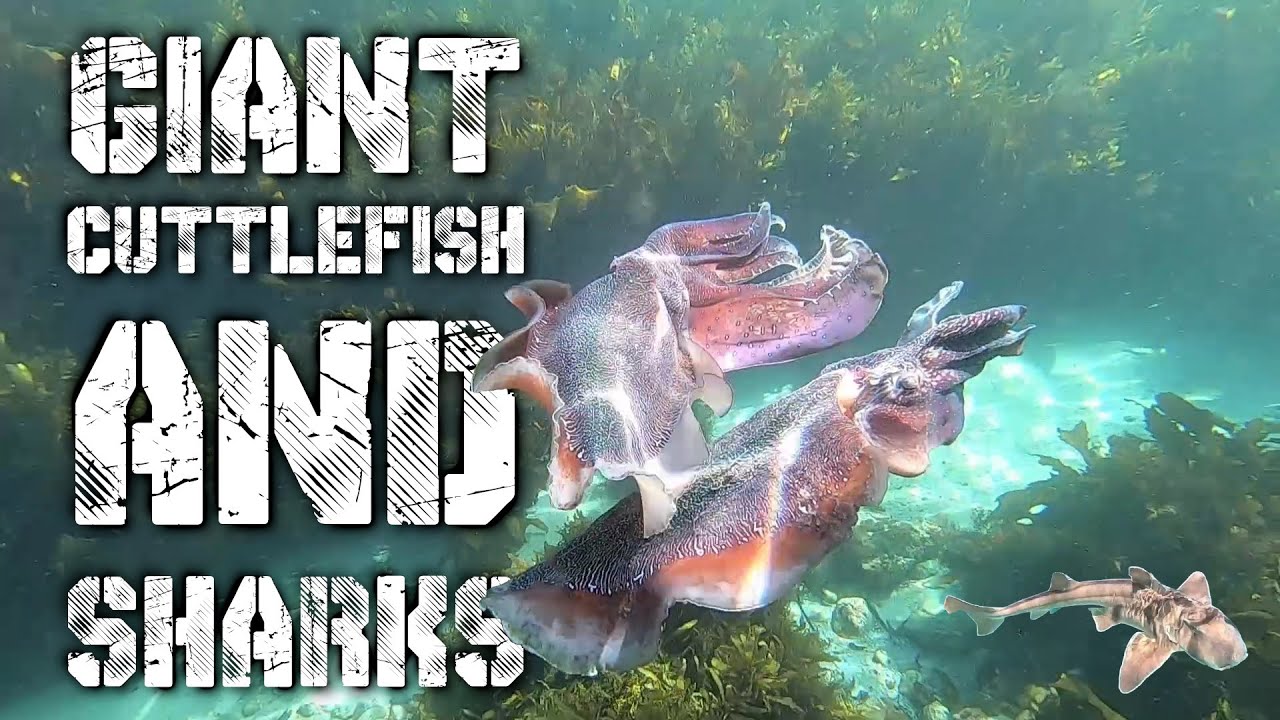 GIANT Cuttlefish & Port Jackson Sharks | Jervis Bay Snorkeling