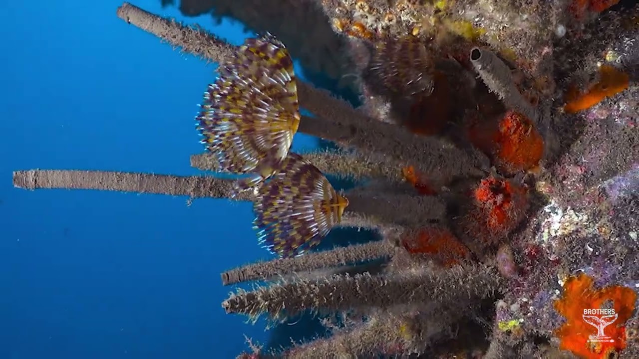 A&Ntilde;AZA DIVE POINT