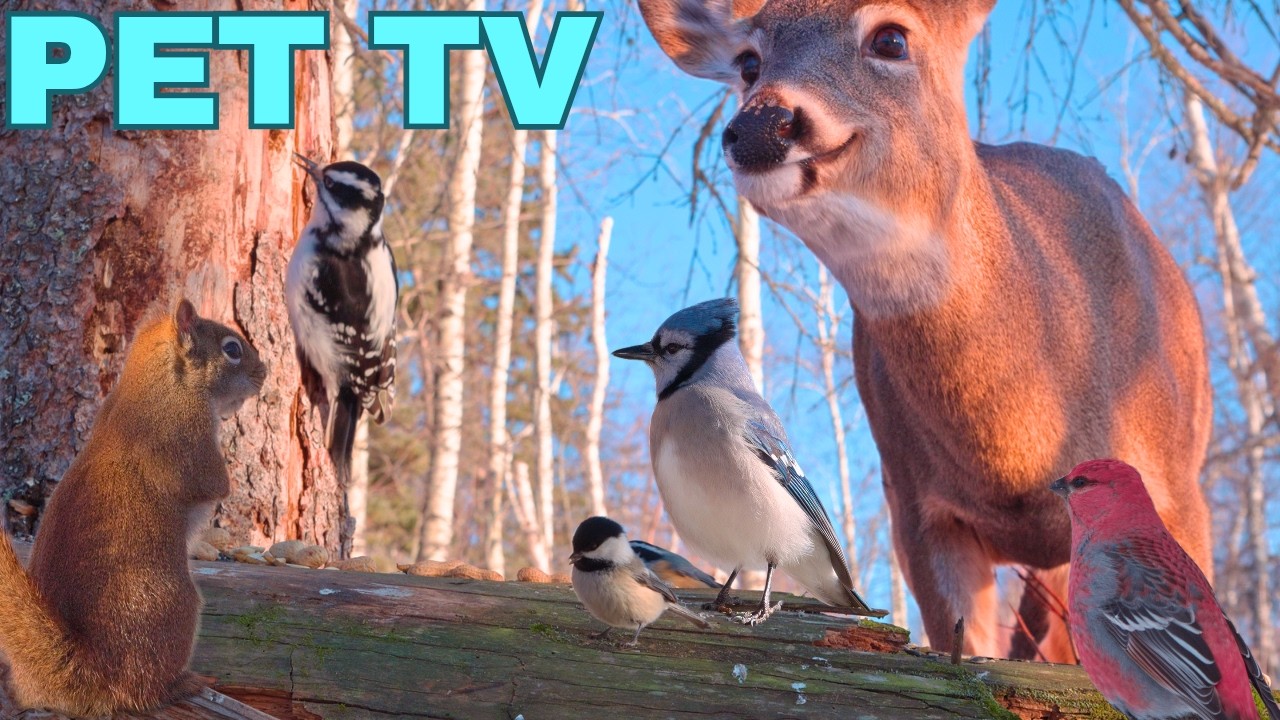SMILING DEER ON A SUNNY DAY 🦌 8 Hours of Forest Action for Dogs, Cats, & People (Cat TV • Dog TV)