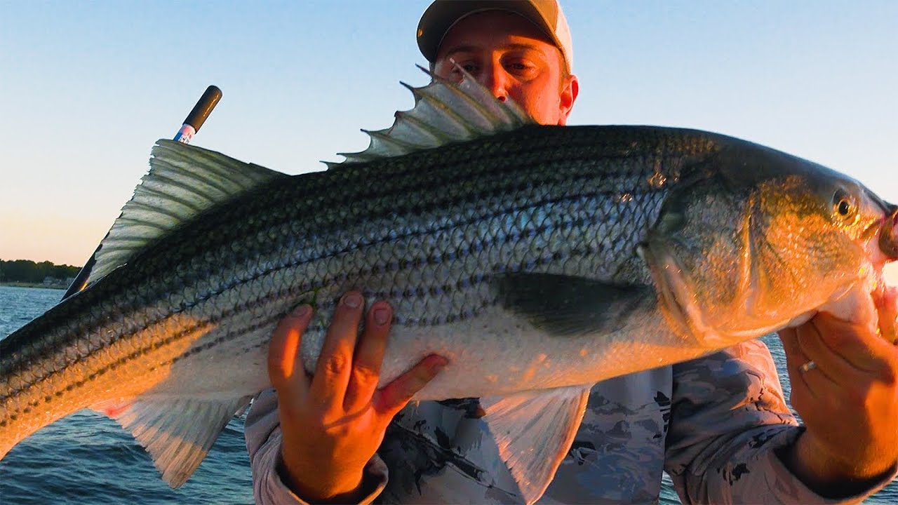 Top Water Striped Bass CT River - Fluke & Seabass Long Island Sound