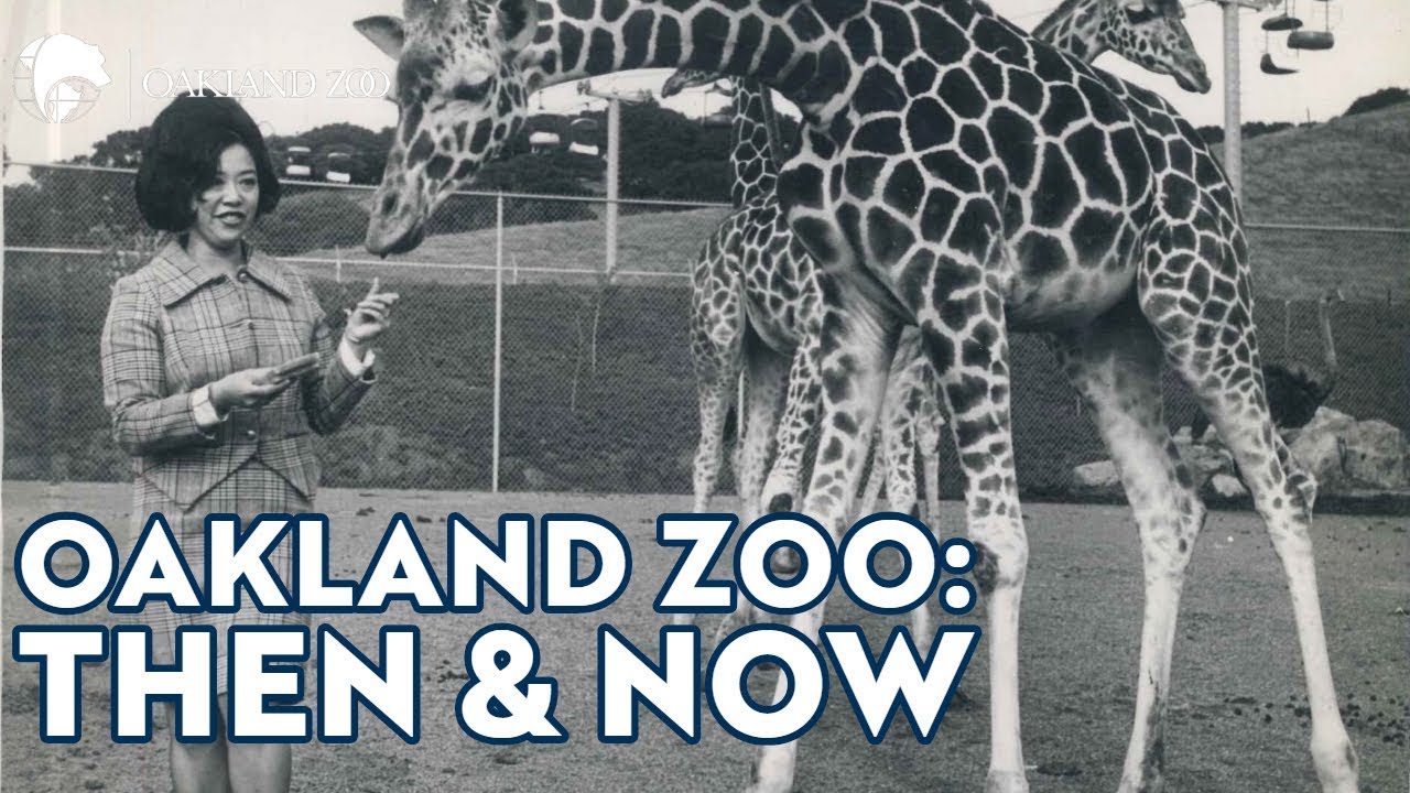 Oakland Zoo - Then and Now