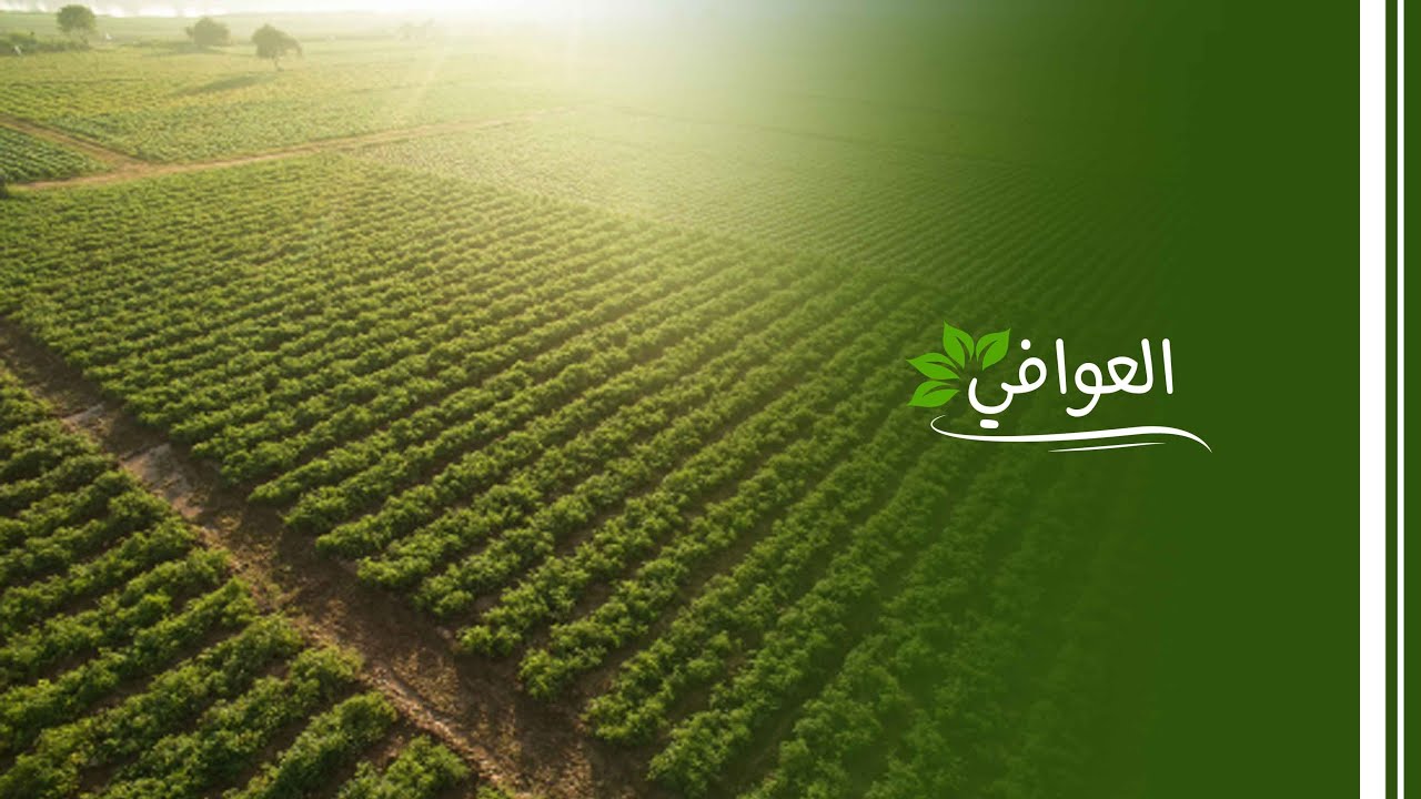 العوافي - الزراعة 
