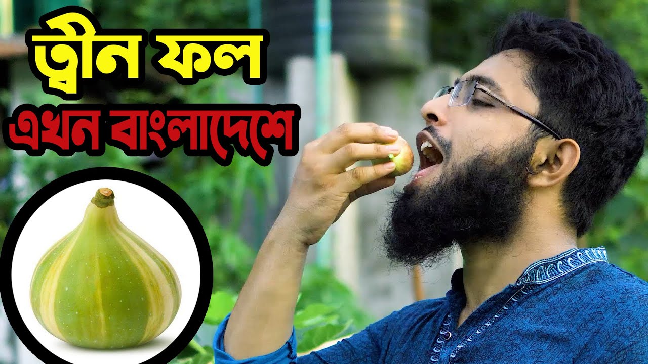 পবিত্র কুরআনে বর্ণিত সেই ত্বীন ফলের বাণিজ্যিক খামার এই প্রথম বাংলাদেশে..First Time In Bangladesh