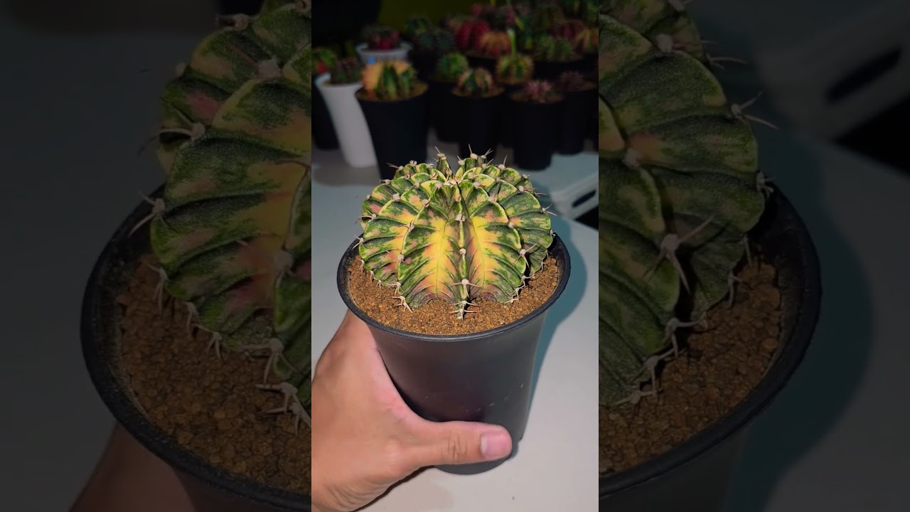 Gymnocalycium LB hybrid, variegata. Gorgeous pattern. #cactus #succulent #plants #gymnocalycium
