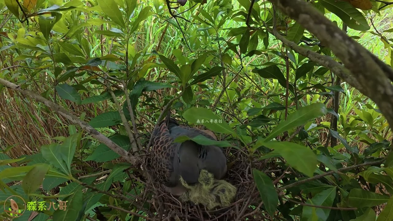 No Cruelty—Just Pure Love: Dove Mom Nurtures Her Babies斑鸠妈妈给2只小鸟喂食的过程，不要伤害它们，母爱很伟大