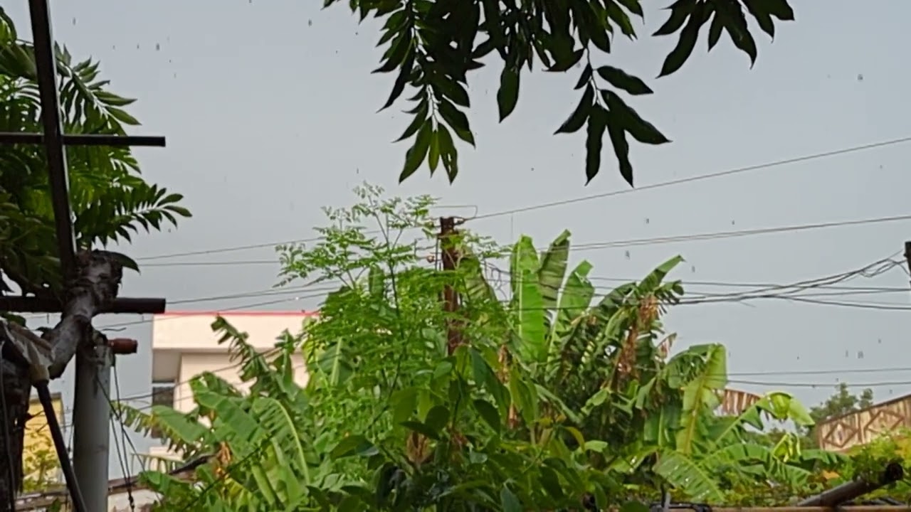 Rain in Pedaogirala