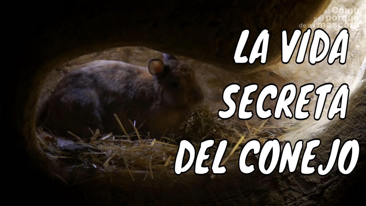 &iquest;Has visto una MADRIGUERA de CONEJO? 🐰 [SELECCI&Oacute;N Conociendo su entorno]