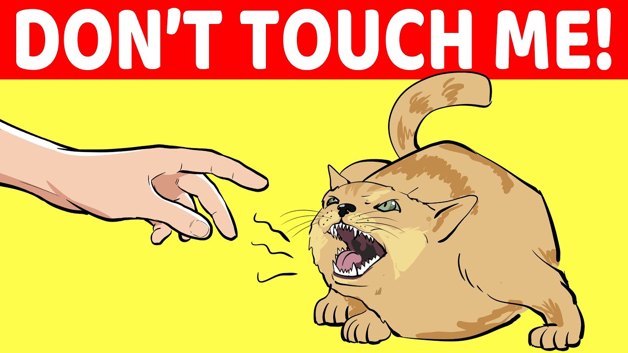 10 Signs Your Cat Doesn't Trust You