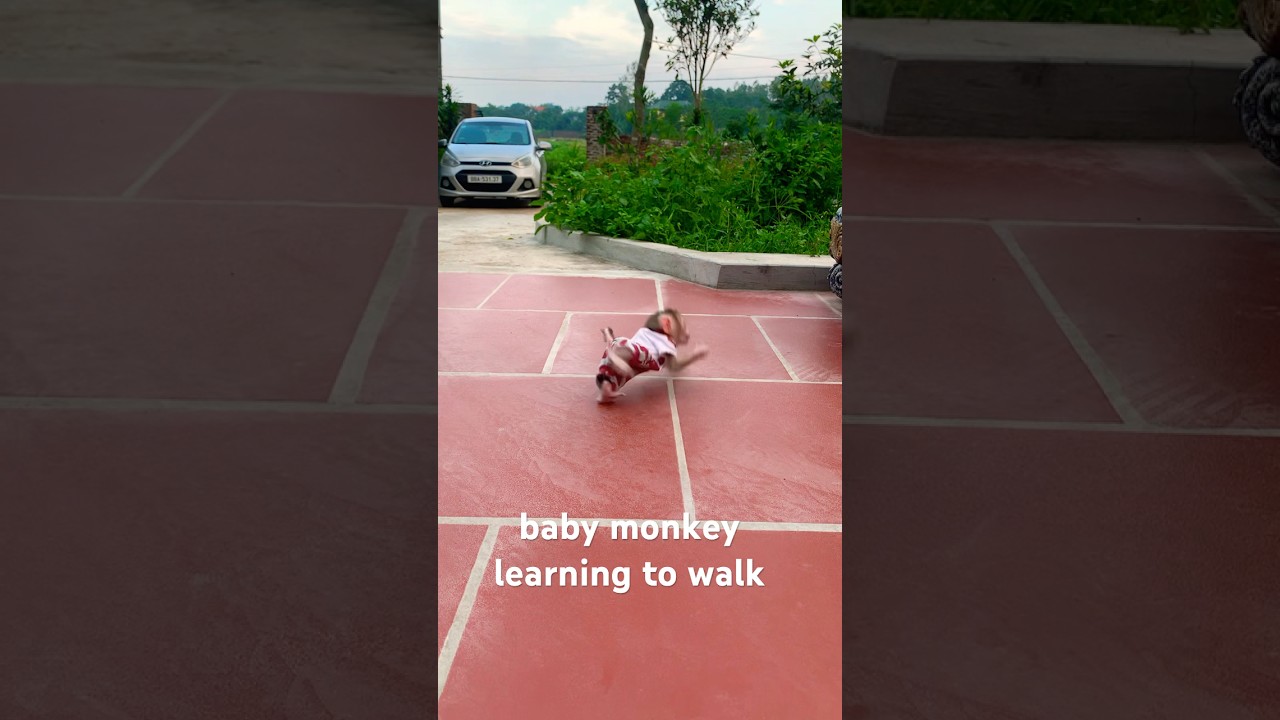 baby monkey learning to walk