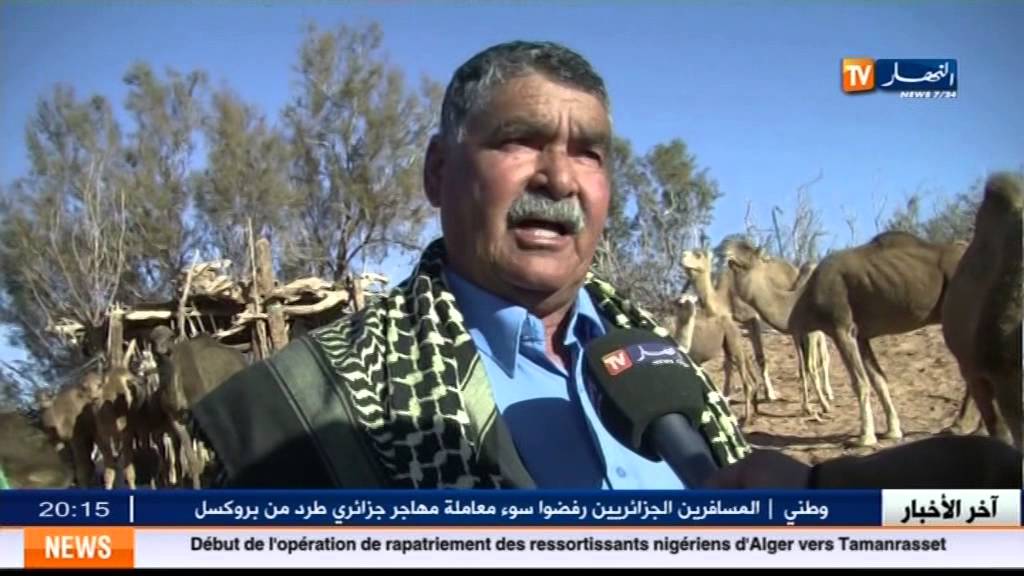 الاوبئة و الامراض تهدد بالقضاء على الابل بجنوب الجزائر . نورالدين رحماني
