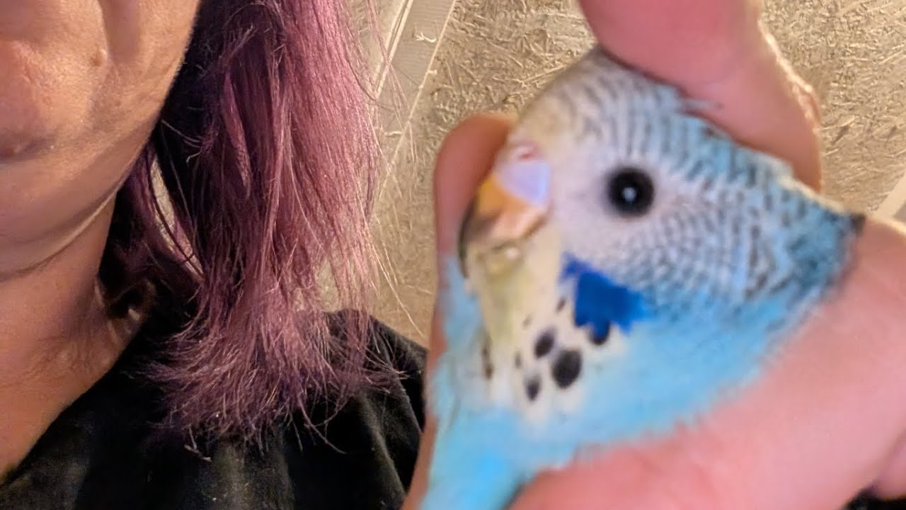 How to sex budgies and apply a band or ring