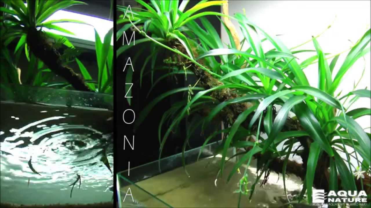 AMAZONIA - wabi kusa tematico
