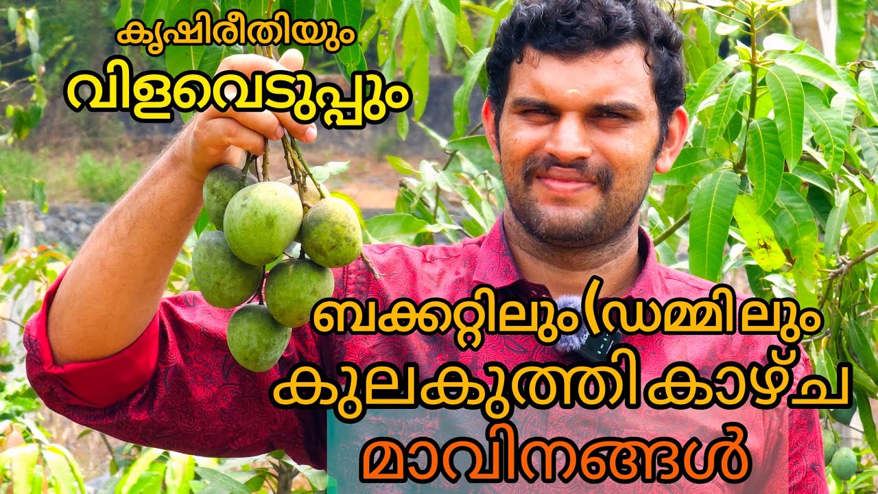 ബക്കറ്റിലും ഡമ്മിലും നട്ട് മാവുകളെ വളർത്തുന്ന ഹരിപ്രസാദിന്റെ കൃഷിരീതി കാണാം | Drum Farming Mangoes