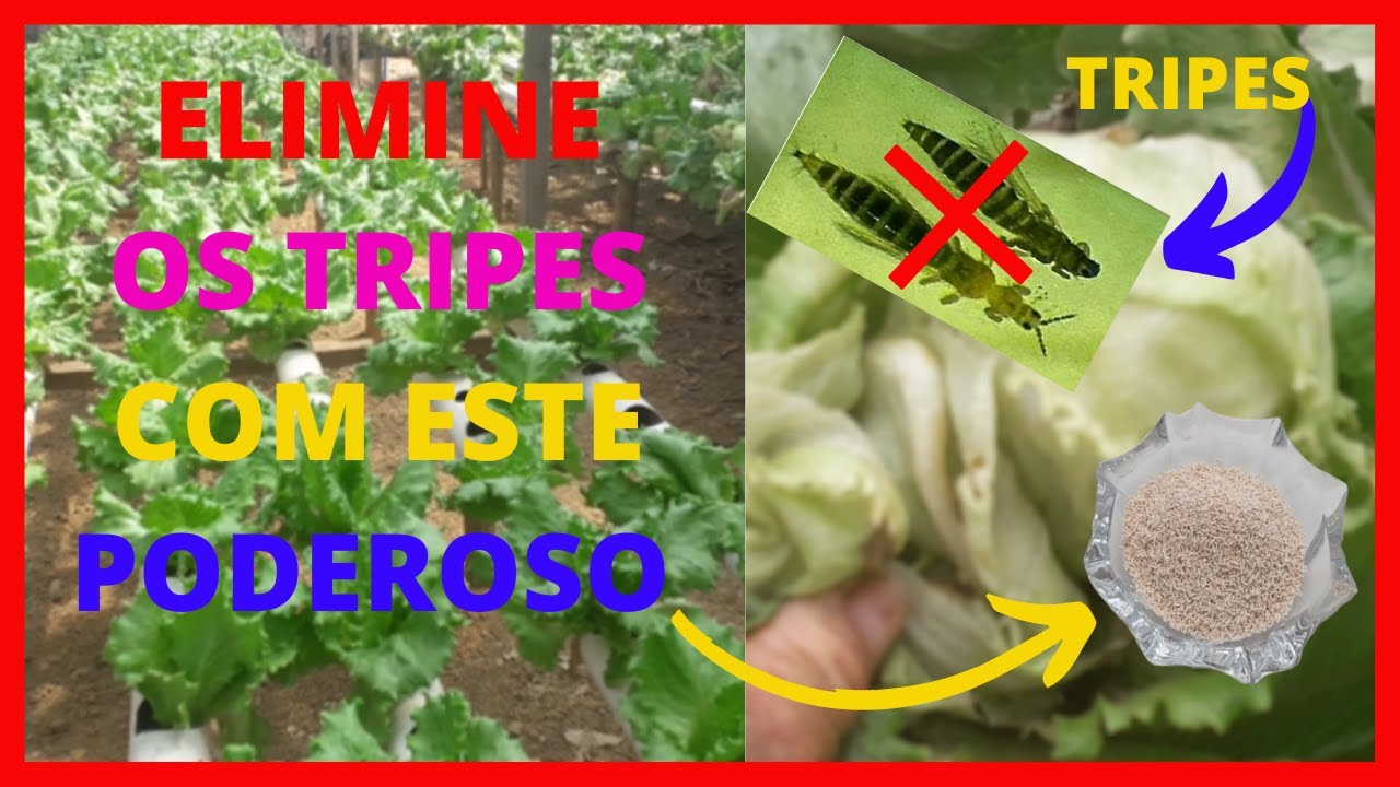 COM ESSE #INFALÍVEL #ELIMINE OS #TRIPES DA ALFACE DE UMA VEZ POR TODAS | COM ESTE PODEROSO PRODUTO..