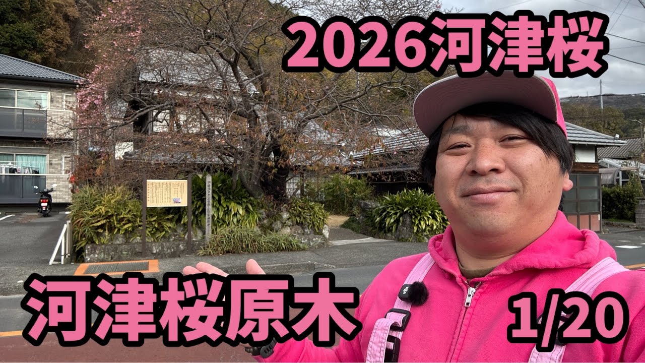 【2026河津桜】 1/20 最新開花予測 河津桜まつり