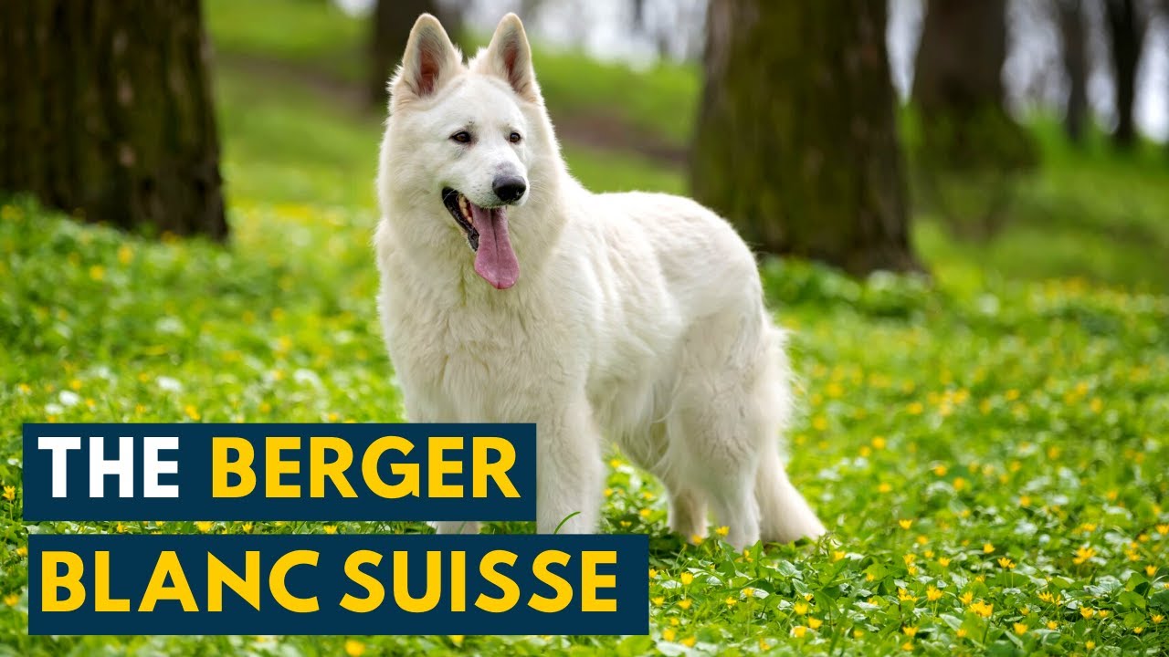 Berger Blanc Suisse: Your Guide to This Snowy White Cousin of The German Shepherd!