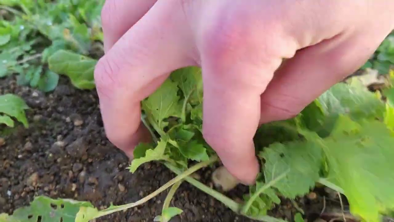 PotaTour de janvier: Balade dans mon Jardin - Réussites et Échecs