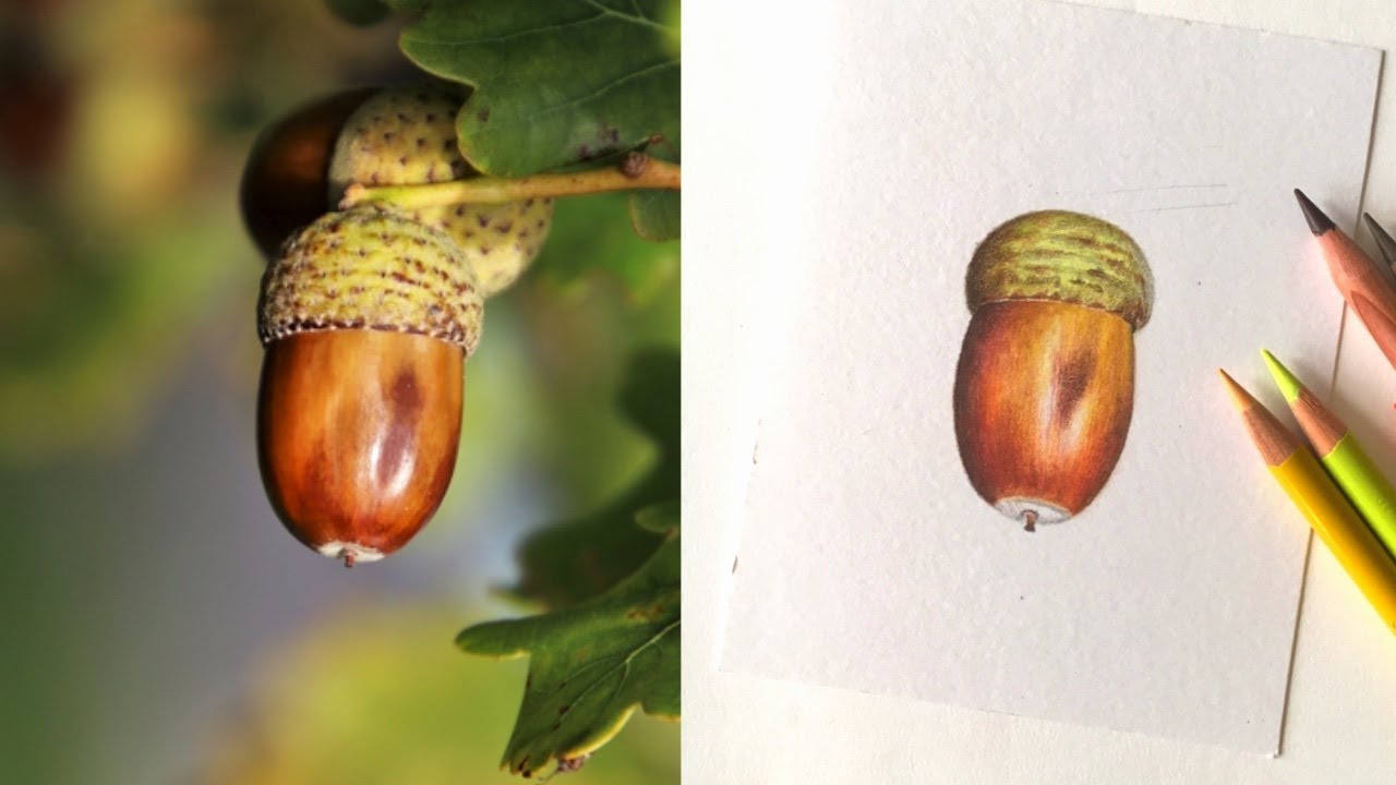 How to Draw This Realistic Acorn Using Colored Pencils and Solvent