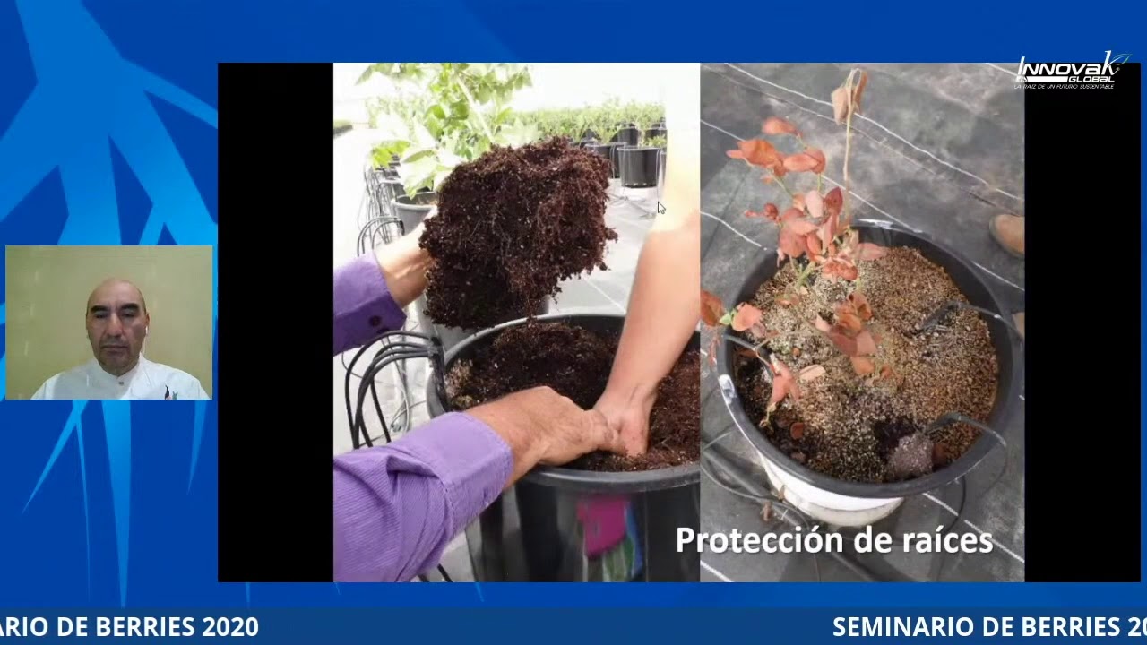 Seminario Berries 2020